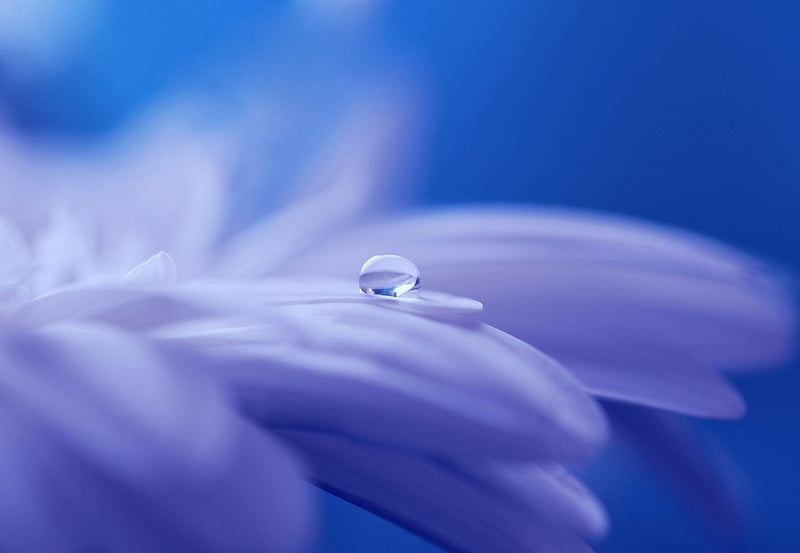 Enchanted Garden Image